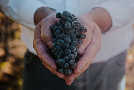 ¿En qué se diferencia el Malbec de Valle de Uco y San Rafael?