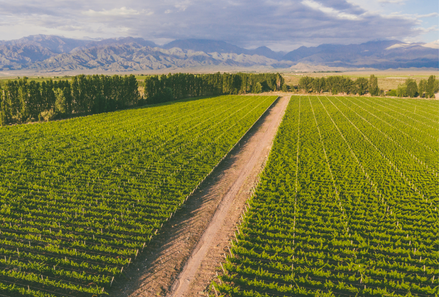 Bodegas y vinos sustentables